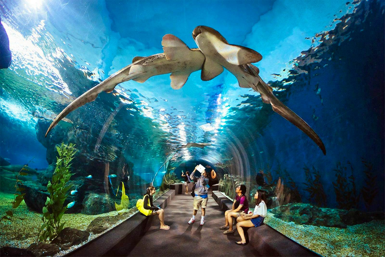 Fun filled and exciting exposure to marine life at Under Water World with Private Transfers